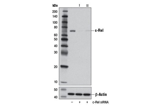 Western Blotting Image 2: c-Rel (D4Y6M) Rabbit mAb