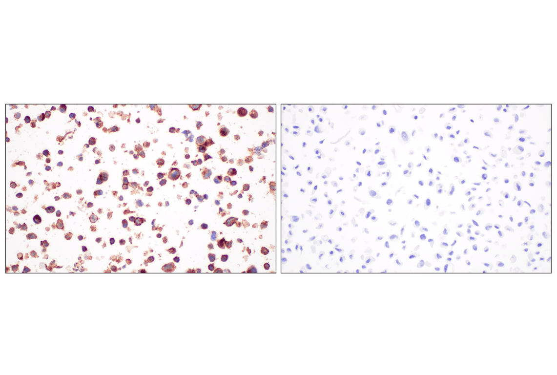 Immunohistochemistry Image 9: CD4 (MSVA-004R) Rabbit mAb