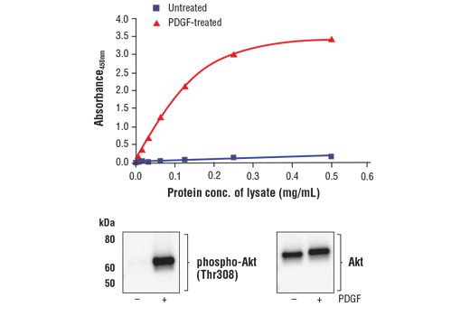 ELISA Image 1: FastScan<sup>™</sup> Phospho-Akt (Thr308) ELISA Kit