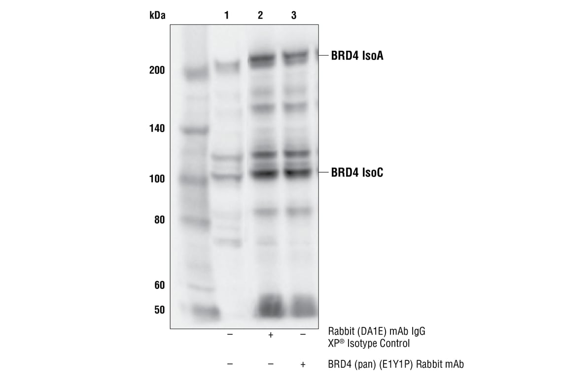 Immunoprecipitation Image 1: BRD4 (pan) (E1Y1P) Rabbit mAb