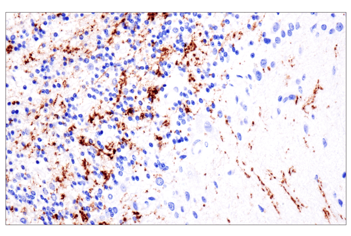 Immunohistochemistry Image 2: VGLUT2 (F1T6V) Rabbit mAb