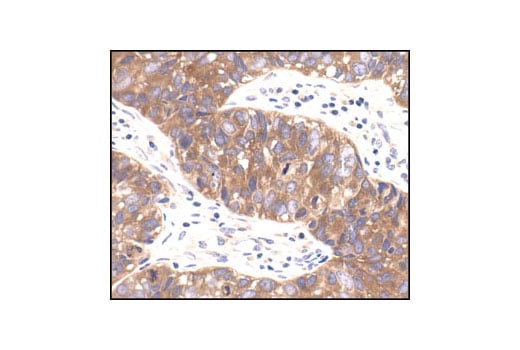 Immunohistochemistry Image 1: AMPKβ1/2 (57C12) Rabbit mAb