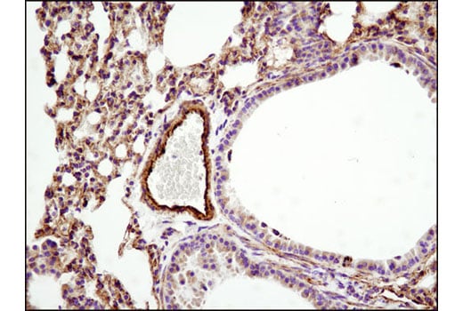 Immunohistochemistry Image 1: HSP60 (D6F1) XP<sup>®</sup> Rabbit mAb (BSA and Azide Free)