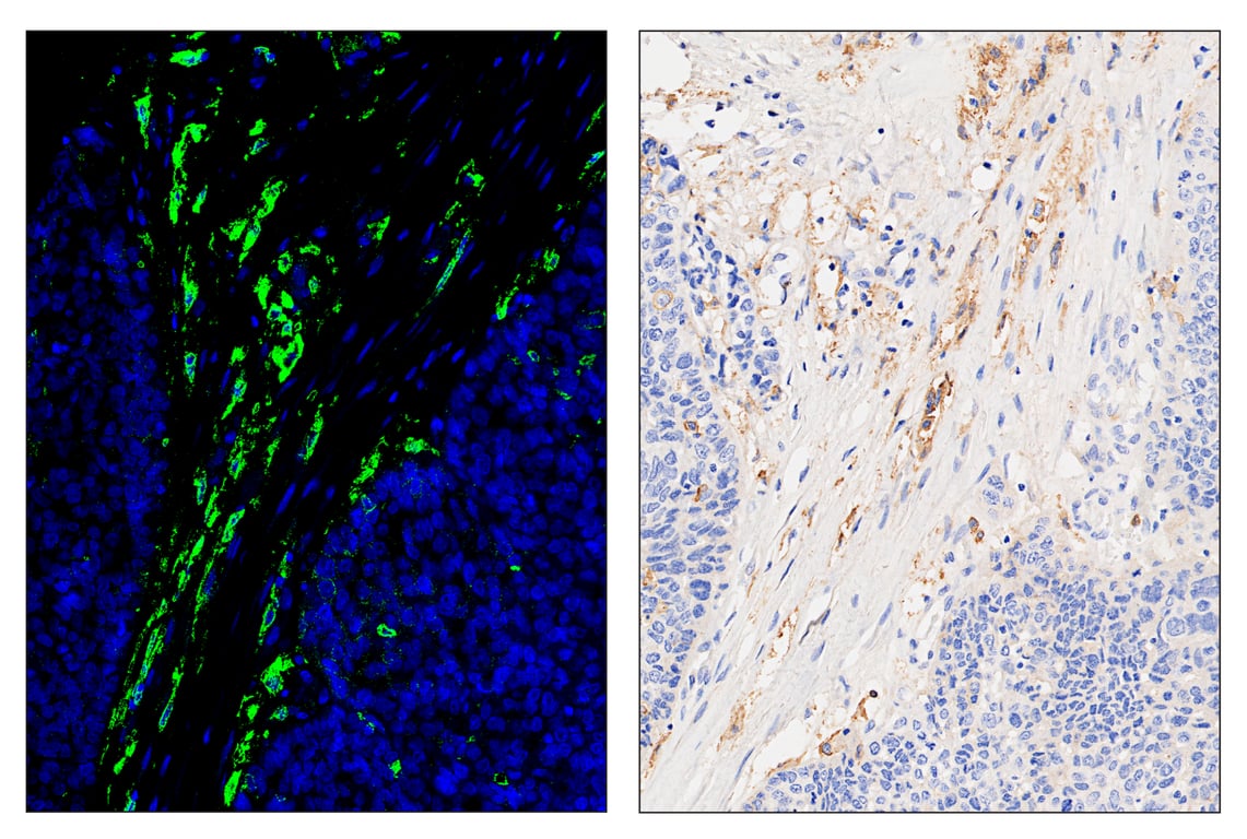 Immunohistochemistry Image 6: SIRPα/SHPS1 (D6I3M) & CO-0034-750 SignalStar<sup>™</sup> Oligo-Antibody Pair