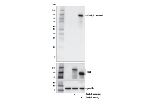 Western Blotting Image 1: Cas9 (<i>S. aureus</i>) (6H4) Mouse mAb