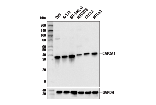 Western Blotting Image 2: CAPZA1 (E3U1G) Rabbit mAb