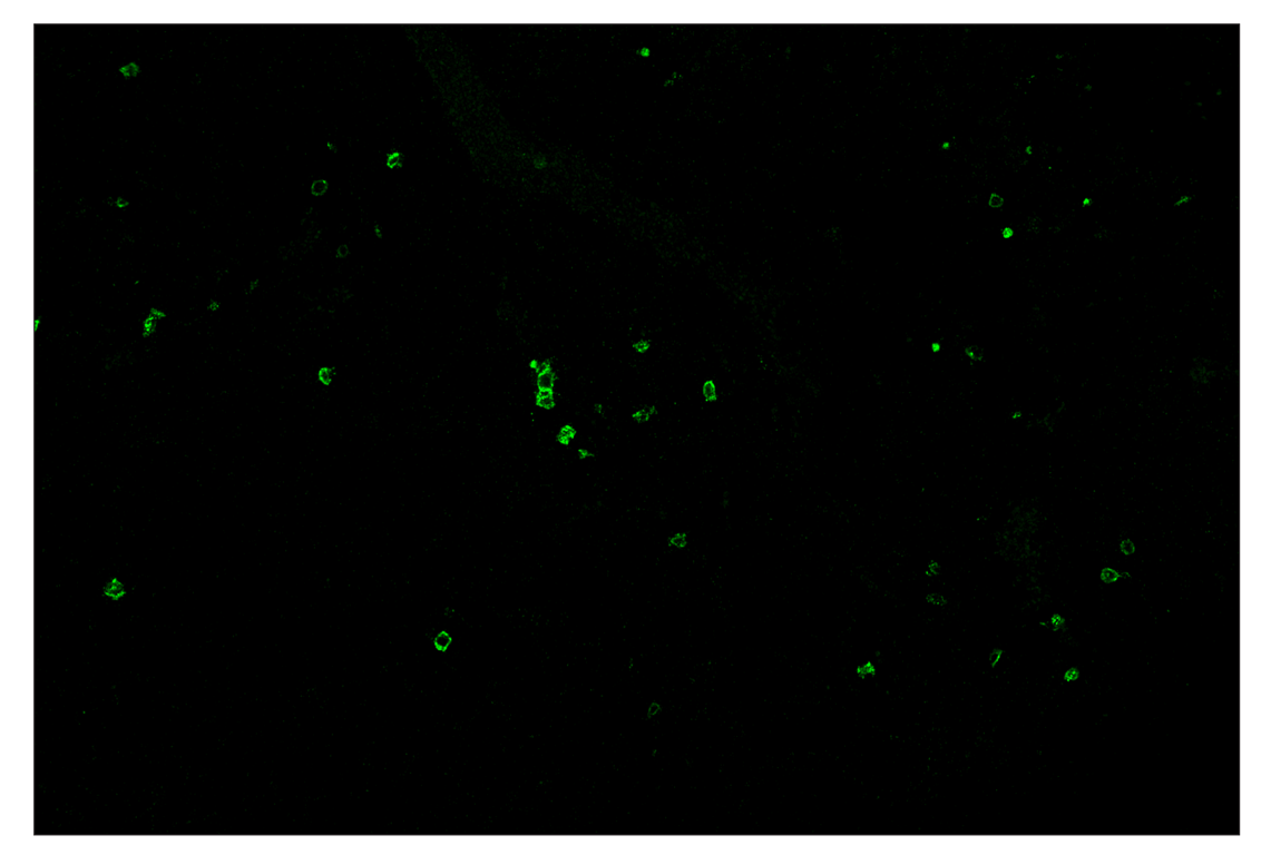 Immunohistochemistry Image 2: CD8α (D4W2Z) & CO-0040-488 SignalStar<sup>™</sup> Oligo-Antibody Pair