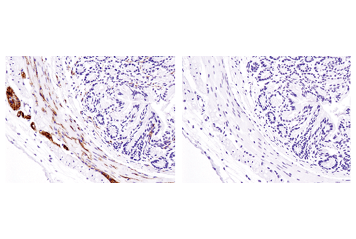 Immunohistochemistry Image 2: Phospho-Tau (Ser404) (D2Z4G) Rabbit mAb