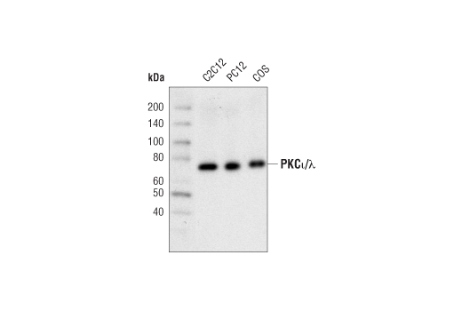 Western Blotting Image 1: PKCι/λ (C83H11) Rabbit mAb