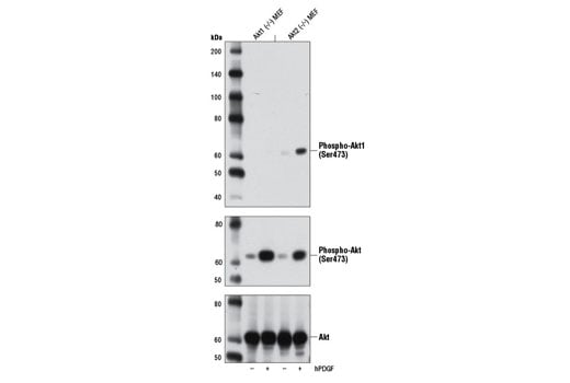 Western Blotting Image 3: Phospho-Akt1 (Ser473) (D7F10) XP<sup>®</sup> Rabbit mAb (BSA and Azide Free)