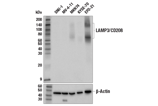 Western Blotting Image 1: LAMP3/CD208 (E6E5U) XP<sup>®</sup> Rabbit mAb (BSA and Azide Free)