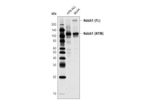 Western Blotting Image 1: Notch1 (D6F11) XP<sup>®</sup> Rabbit mAb