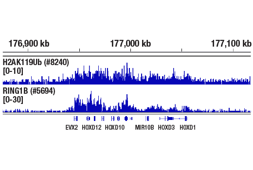Chromatin Immunoprecipitation Image 1: Ubiquityl-Histone H2A (Lys119) (D27C4) XP<sup>®</sup> Rabbit mAb