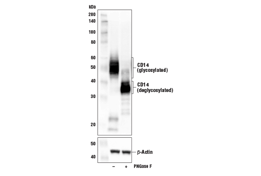 Western Blotting Image 3: CD14 (D1U2Y) Rabbit mAb