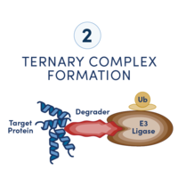 示意图显示蛋白质、降解分子和 E3 连接酶彼此结合