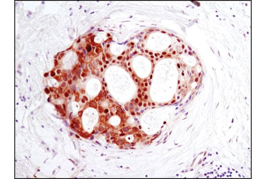 Immunohistochemistry Image 1: GAPDH (D16H11) XP<sup>®</sup> Rabbit mAb (BSA and Azide Free)