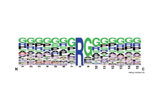 PTMScan Image 2: PTMScan<sup>®</sup> Mono-Methyl Arginine Motif [mme-RG] Kit