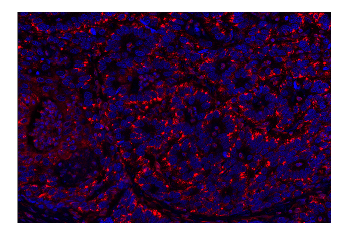 Immunohistochemistry Image 1: STING (D2P2F) Rabbit mAb (Alexa Fluor® 647 Conjugate)