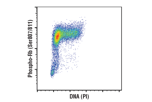Flow Cytometry Image 1: Phospho-Rb (Ser807/811) (D20B12) XP<sup>®</sup> Rabbit mAb