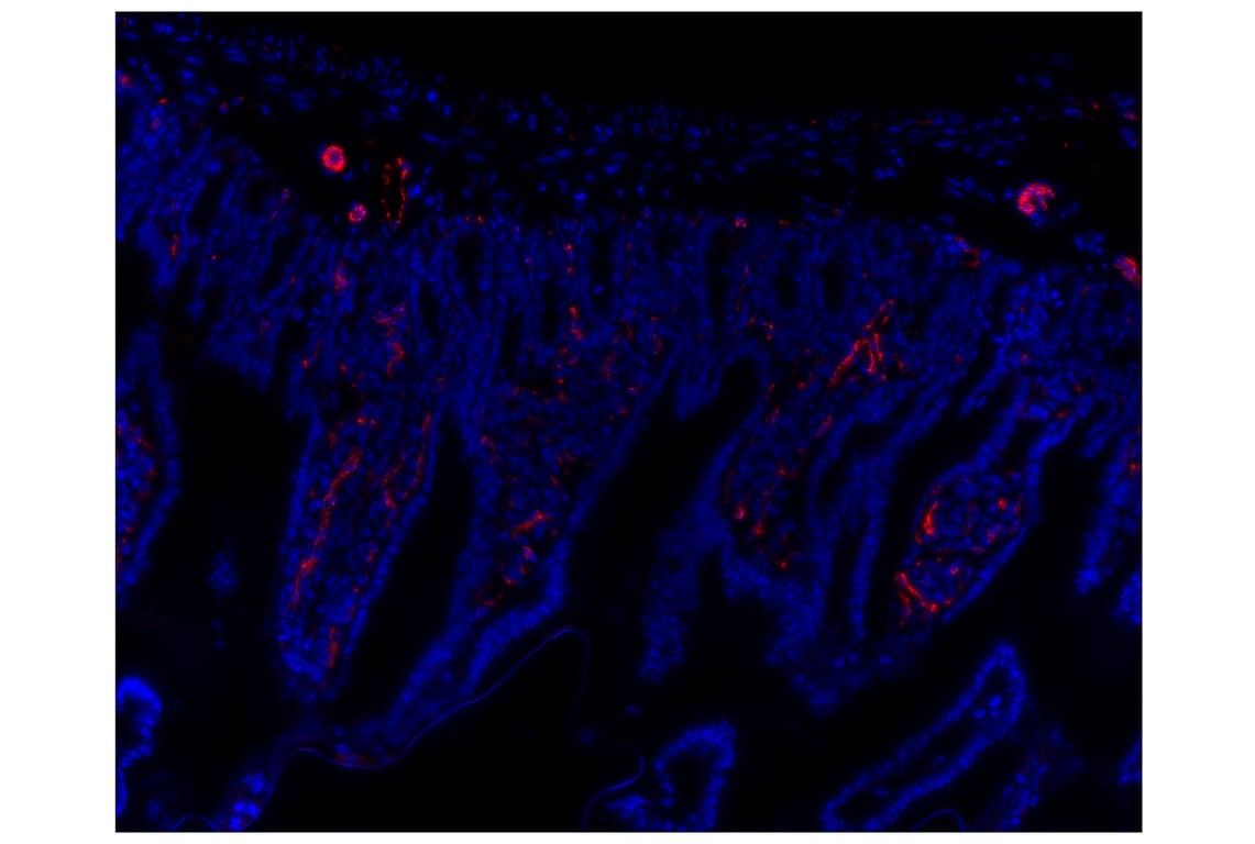 Immunohistochemistry Image 1: CD31 (PECAM-1) (D8V9E) XP<sup>®</sup> Rabbit mAb (Alexa Fluor<sup>®</sup> 647 Conjugate)