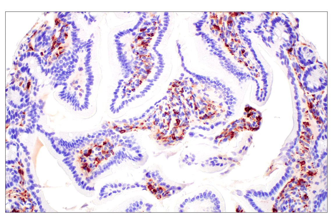 Immunohistochemistry Image 1: C1QB (E3U6X) Rabbit mAb