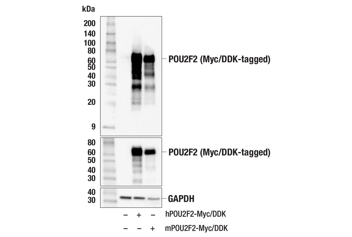 Western Blotting Image 2: POU2F2 (F3B7M) Rabbit mAb