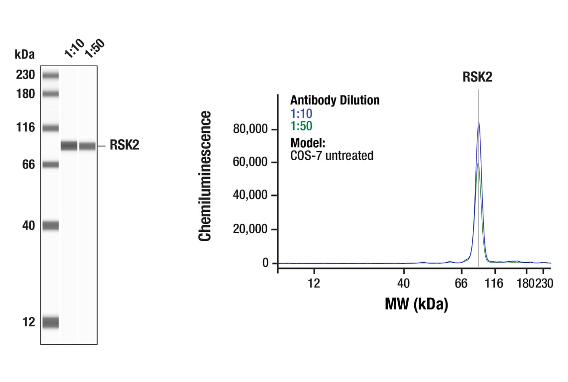 Western Blotting Image 1: RSK2 (D21B2) XP<sup>®</sup> Rabbit mAb