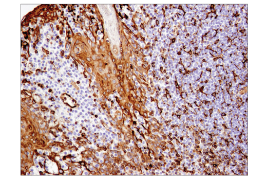 Immunohistochemistry Image 4: STING (D2P2F) Rabbit mAb (BSA and Azide Free)