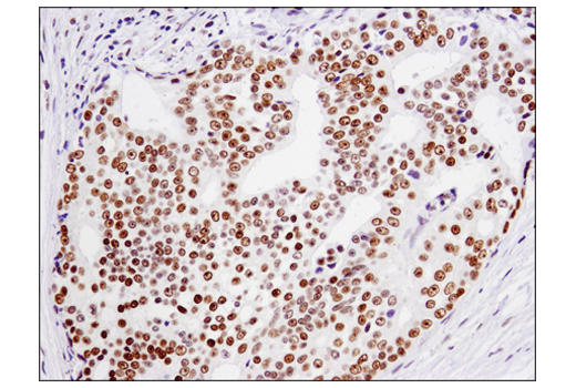 Immunohistochemistry Image 5: TRIM33 (D7U4F) Rabbit mAb