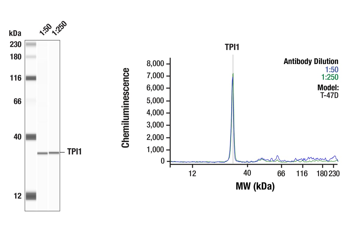 Western Blotting Image 1: TPI1 (F6U6Y) Rabbit mAb