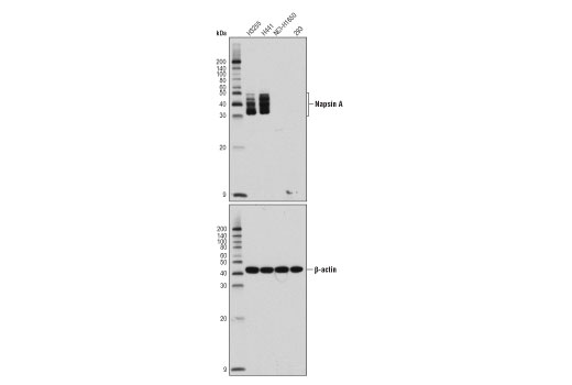 Western Blotting Image 1: Napsin A (D5P6G) XP<sup>®</sup> Rabbit mAb