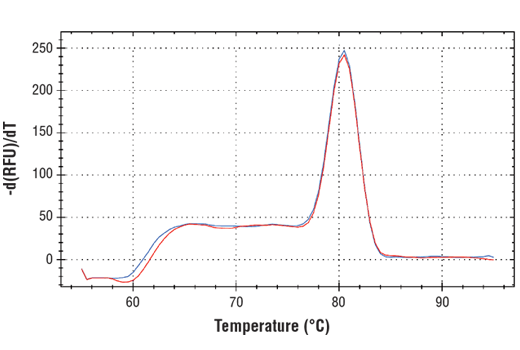 undefined Image 1: SimpleChIP<sup>®</sup> Human FOXN3 Intron 3 Primers