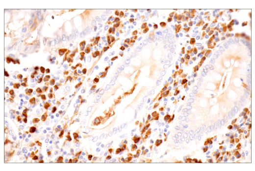 Immunohistochemistry Image 5: IgA (N1CLA) Mouse mAb