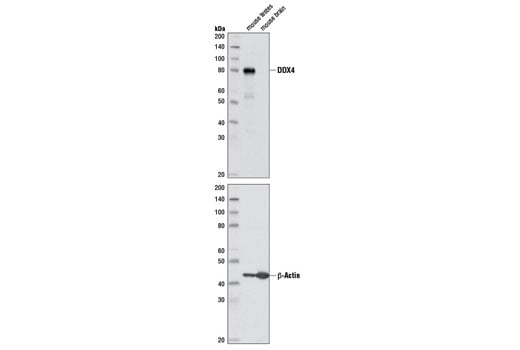 Western Blotting Image 1: DDX4 (D10C5) Rabbit mAb