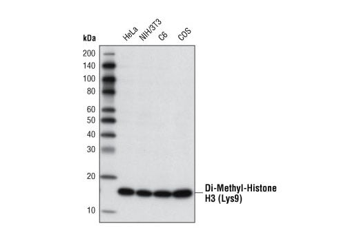 Western Blotting Image 1: Di-Methyl-Histone H3 (Lys9) (D85B4) XP<sup>®</sup> Rabbit mAb (BSA and Azide Free)