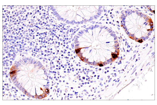 Immunohistochemistry Image 3: CHGA (5H7) Mouse mAb