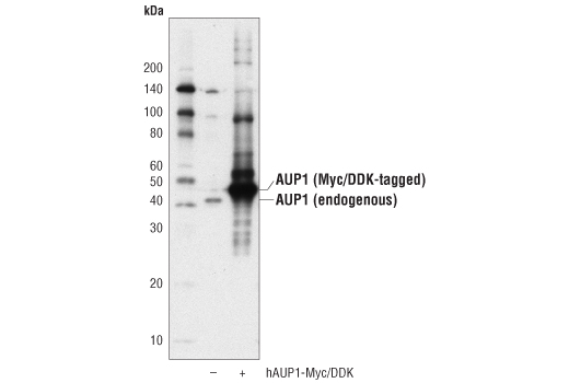Western Blotting Image 2: AUP1 (D5M9Q) Rabbit mAb