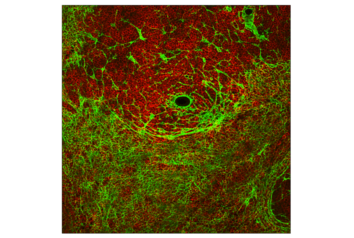 Immunofluorescence Image 1: COL6A1 (E9U3B) Rabbit mAb (BSA and Azide Free)