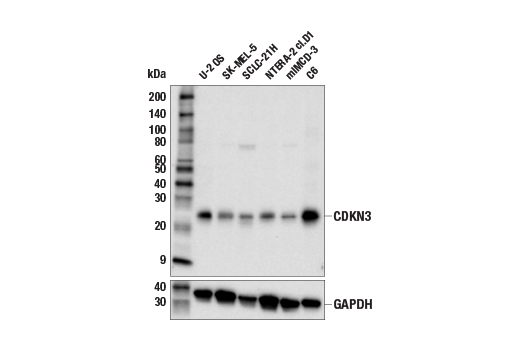 Western Blotting Image 2: CDKN3 (E7O5K) Rabbit mAb