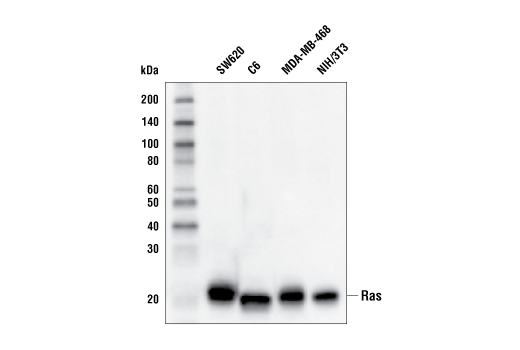 Western Blotting Image 2: Ras (E4K9L) Rabbit mAb