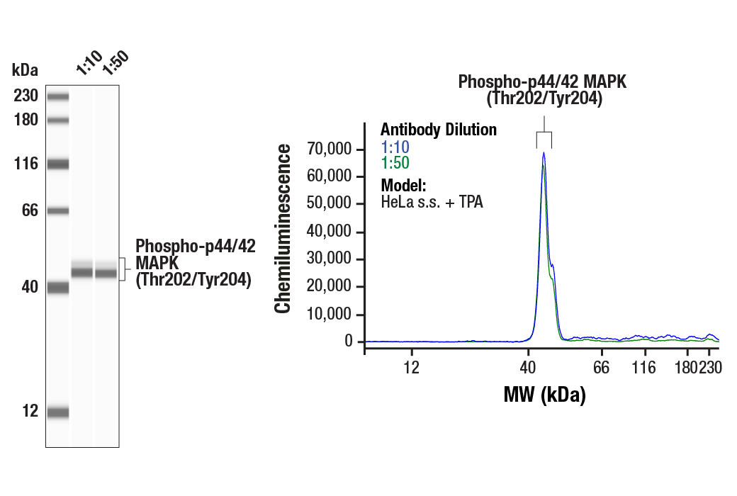 Western Blotting Image 1: Phospho-p44/42 MAPK (Erk1/2) (Thr202/Tyr204) (D13.14.4E) XP<sup>®</sup> Rabbit mAb