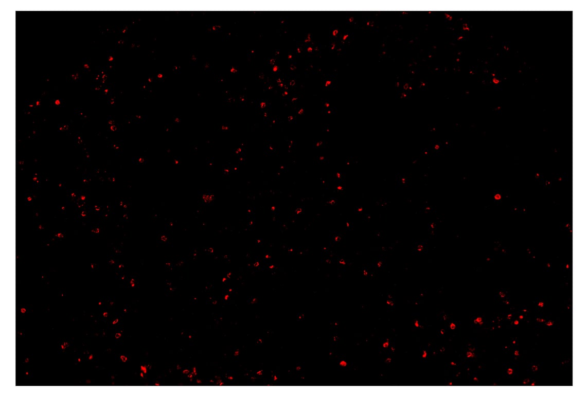 Immunohistochemistry Image 4: Granzyme B (D6E9W) & CO-0009-488 SignalStar<sup>™</sup> Oligo-Antibody Pair