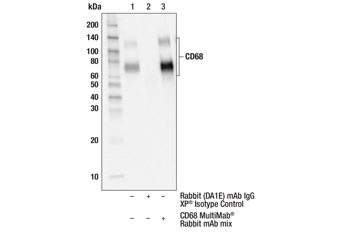 undefined Image 23: Microglia Neurodegeneration Module Antibody Sampler Kit