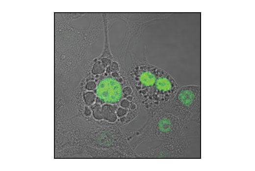 Immunofluorescence Image 1: C/EBPα Antibody