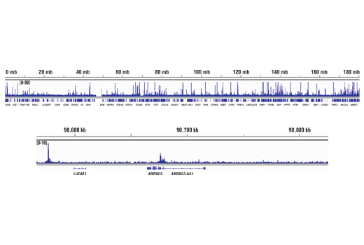 undefined Image 43: Microglia Neurodegeneration Module Antibody Sampler Kit