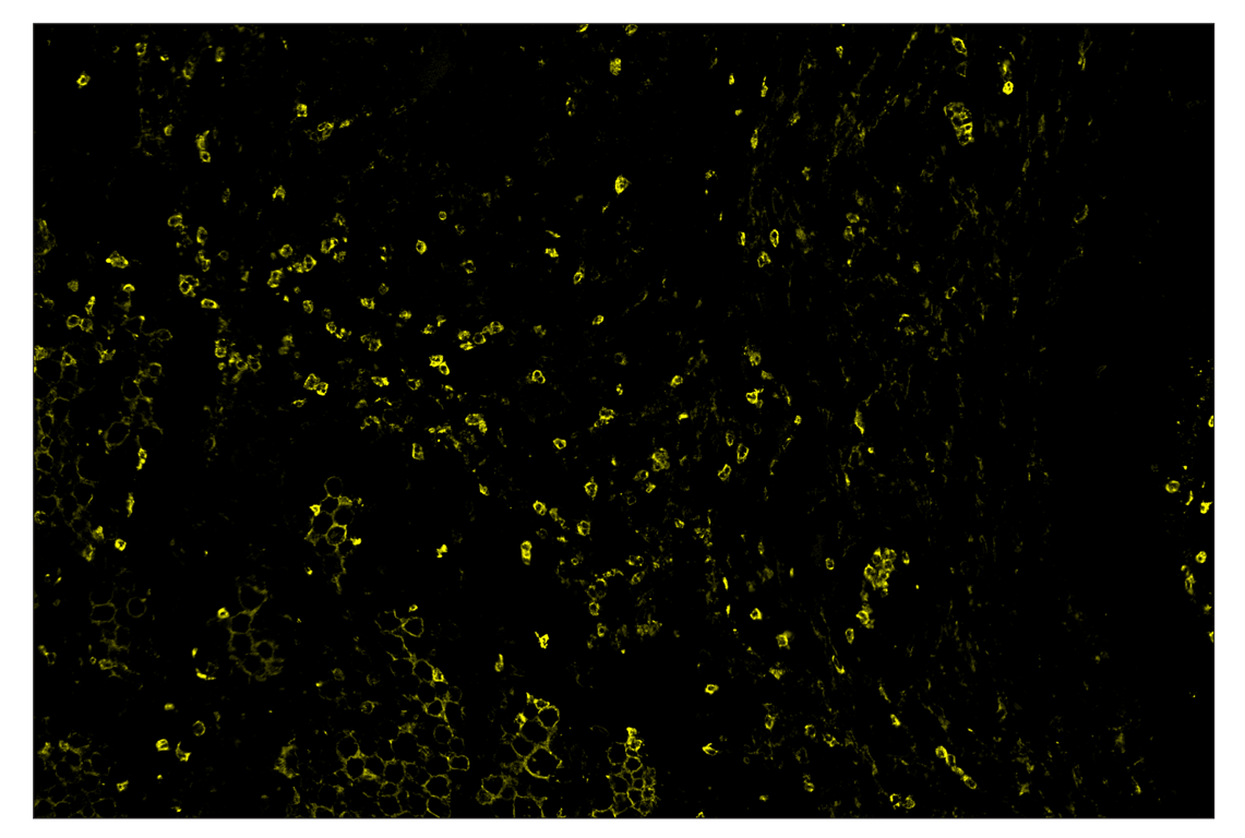 Immunohistochemistry Image 3: CD11b/ITGAM (D6X1N) & CO-0037-647 SignalStar<sup>™</sup> Oligo-Antibody Pair