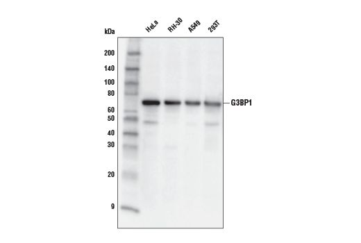 Western Blotting Image 1: G3BP1 (E9G1M) XP<sup>®</sup> Rabbit mAb