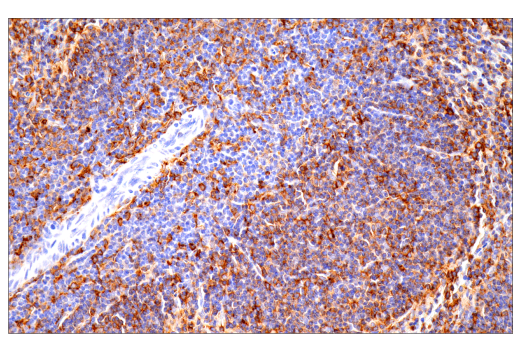 Immunohistochemistry Image 14: p22phox (E7Y1F) XP<sup>®</sup> Rabbit mAb