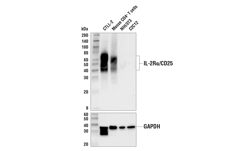Western Blotting Image 1: IL-2Rα/CD25 (E9W2J) XP® Rabbit mAb
