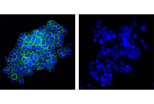 Immunofluorescence Image 1: c-Kit (D13A2) XP<sup>®</sup> Rabbit mAb (BSA and Azide Free)